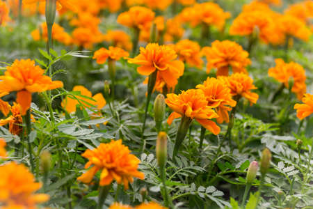 Marigolds Tagetes erecta, Mexican marigold, Aztec marigold, African marigold  Natureの写真素材