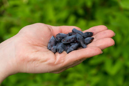 A woman's hand holding a pile of honeysuckle, berries, vitamins. Russiaの写真素材
