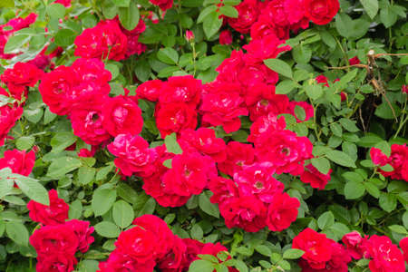 A large bush is a scarlet ground-cover rose. Huge flowers. Gardening. Natureの写真素材