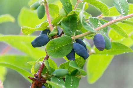 Ripe berries of honeysuckle on a bush. Gardening. Berry season. Vitamins.の写真素材