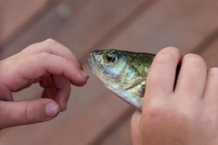 The child is holding freshly caught fish, perch. Fishing. Entertainmentの写真素材