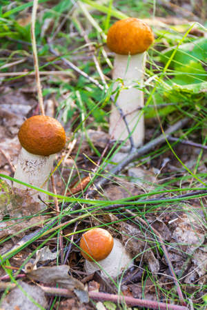 Three fungus of the boletus in natural nature. Russian forest. Foodの写真素材