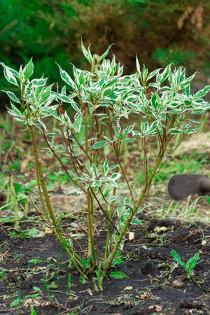 Plant Derain view from the top, the seedling.の写真素材