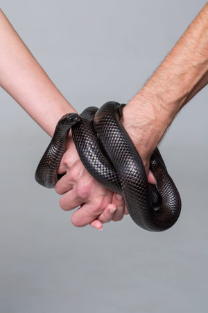 A man and a woman hold the arms that are wrapped around the royal snake nigrita.の写真素材