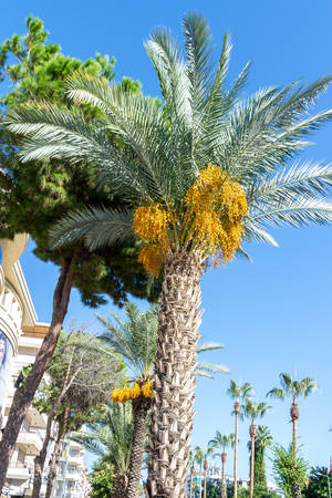 Large date palm in natural urban environments. Natural backgroundの写真素材