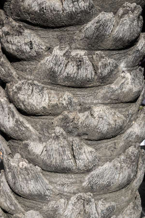 Palm tree trunk close up old natural backgroundの写真素材