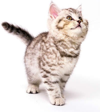 Kitten of breed Scottish Straight in anticipation of food with a raised face. On a white backgroundの写真素材