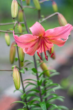 Scarlet lily flower bowed in natural conditions. Gardening and growing plantsの写真素材