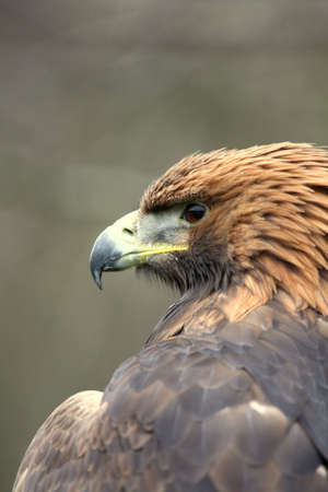 Golden Eagleの写真素材