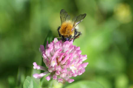 Bee On Pink Cloverの写真素材