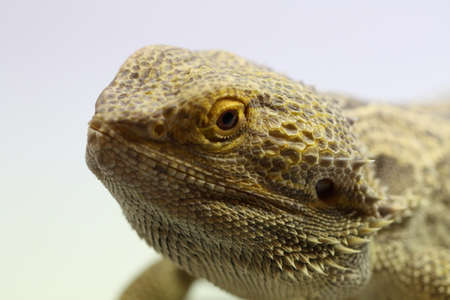 Bearded Dragon Lizardの写真素材