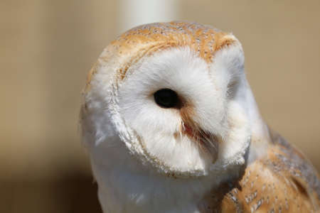 Barn Owlの写真素材