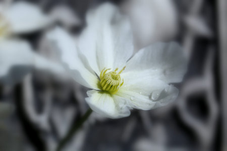 clematisの写真素材