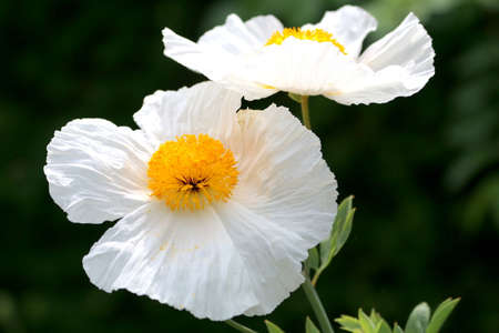 white poppiesの写真素材