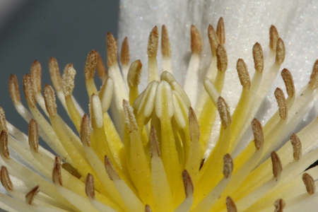 clematisの写真素材