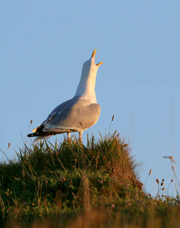 sea gull callingの写真素材