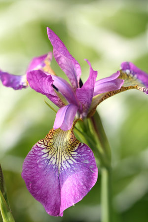 iris