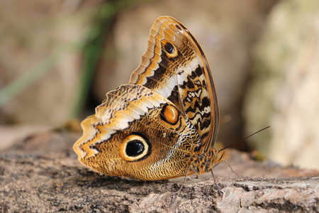 Blue morpho butterfly undersideの写真素材