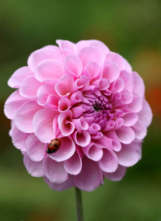 Ladybird on flowerの写真素材