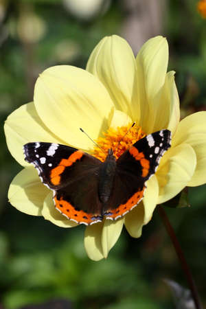 Red Admiral Butterflyの写真素材