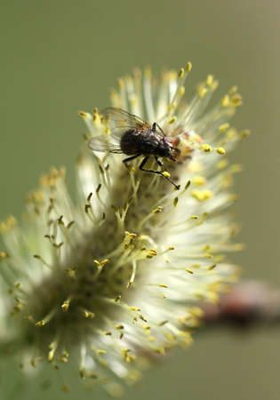 insectの写真素材