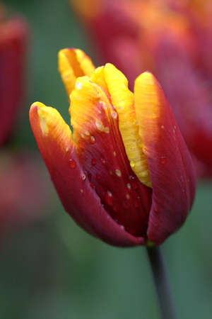 tulipの写真素材