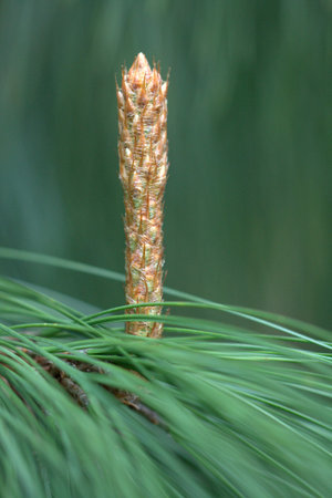 pine tree