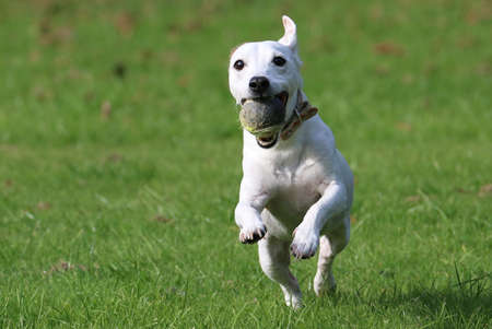 Jack Russell Dogの写真素材