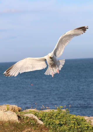 sea gull landingの写真素材