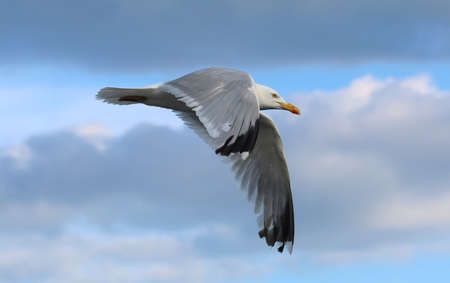 sea gullの写真素材