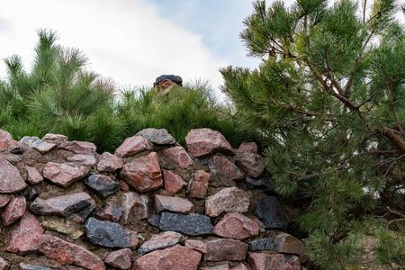 Granite fence surrounded by green firsの写真素材