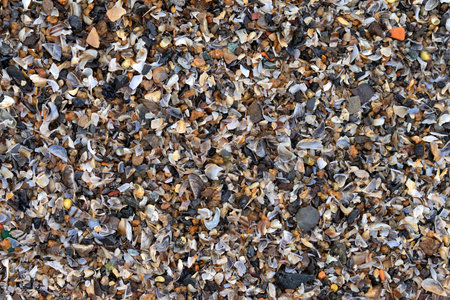 Small stones and shells texture, background