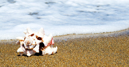 Shell on the seasideの写真素材