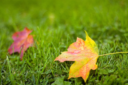 Maple leafs on the grass (shallow dof)