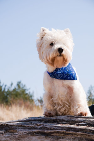 West highland white terrierの写真素材