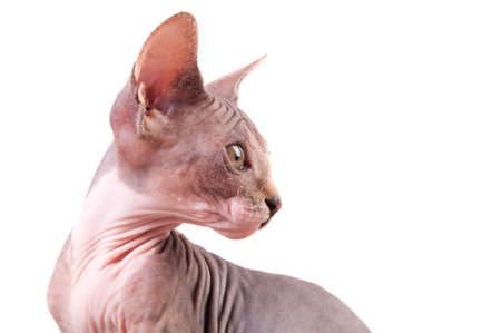 Sphinx cat 
