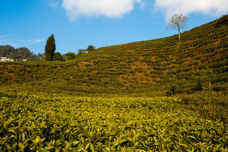 tea garden in the highlands in darjeeling india
