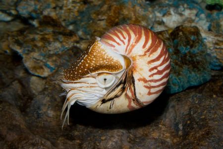 Chambered Nautilus (Nautilus pompilius)  underwater shotの写真素材