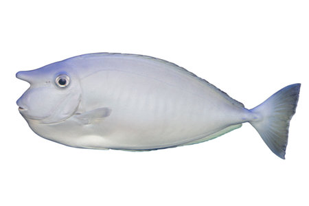 Tropical coral  fish underwater