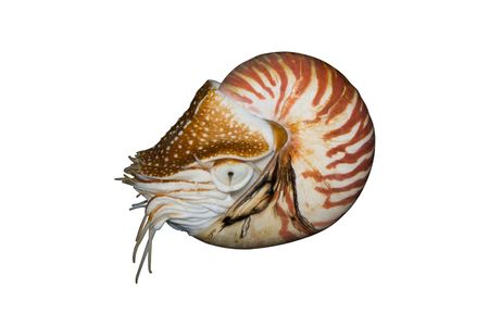 Chambered Nautilus (Nautilus pompilius)  isolated on white backgroundの写真素材