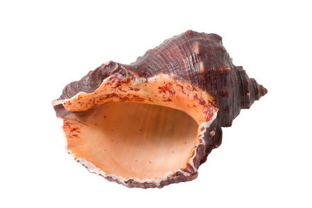 Sea conch isolated on white background