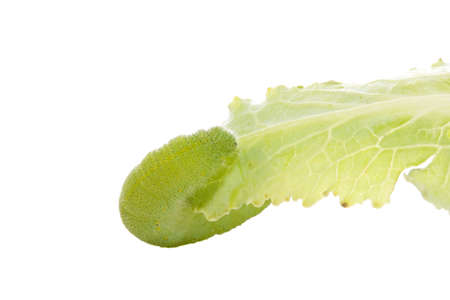 Green caterpillar on leaf isolated on whiteの写真素材