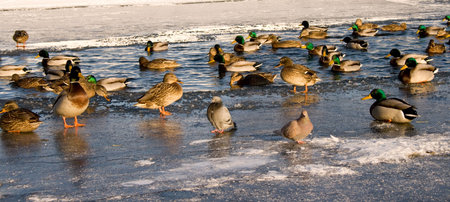 Ducks on ice and in water in winterの写真素材