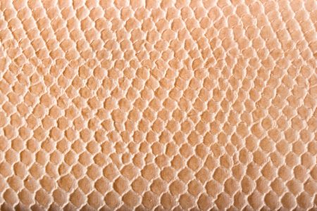 Crocodile skin texture close upの写真素材