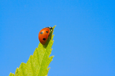 Red ladybug (Coccinella septempunctata) ready to fly  on green leaf in blue skyの写真素材