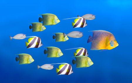 Leadership concept - big fish leading school of tropical fishes