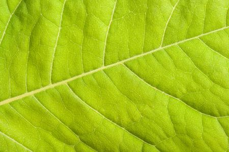 Green leaf close upの写真素材