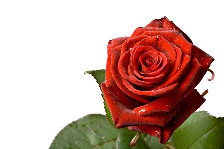 Red rose isolated on white backgroundの写真素材