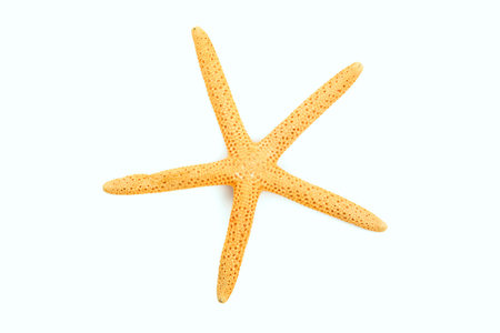 Starfish isolated on white backgroundの写真素材