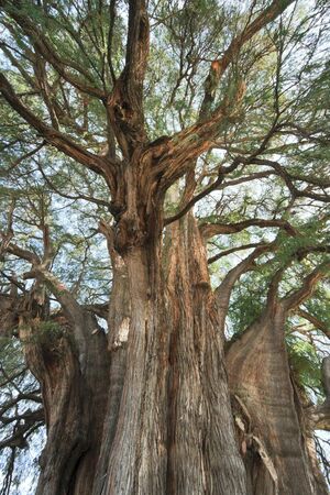 Tule tree in Mexico - the stoutest tree in the worldの写真素材